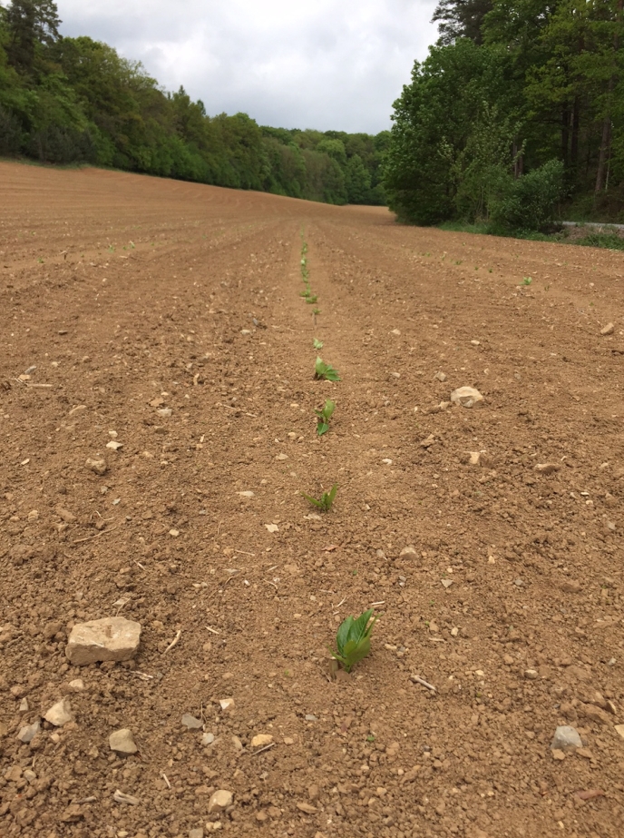 Pappeln nach der Pflanzung