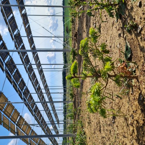 Bäumle unter Forst-PV